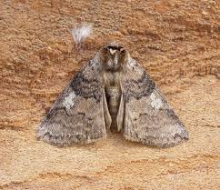 Attēlu rezultāti vaicājumam “Tethea or”