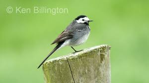 Image result for Motacilla alba