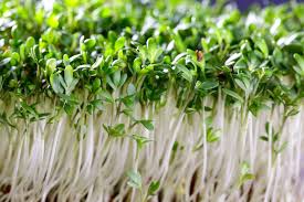 Image result for Gartenkresse