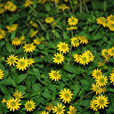 Image result for Sanvitalia procumbens