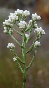 Attēlu rezultāti vaicājumam “Gnaphalium sylvaticum flower”