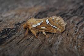 Attēlu rezultāti vaicājumam “Hepialus lupulinus”