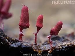 Attēlu rezultāti vaicājumam “Arcyria denudata macro”