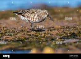 Attēlu rezultāti vaicājumam “Calidris ferruginea adult”
