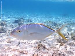 Image result for Caranx bartholomaei