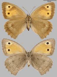 Attēlu rezultāti vaicājumam “Hyponephele lycaon male”