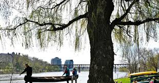 Image result for Cambridge Canoe Club