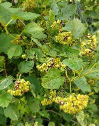 Attēlu rezultāti vaicājumam “Physocarpus opulifolius”