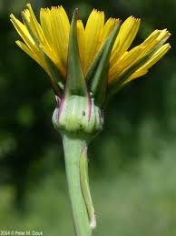 Image result for Tragopogon pratensis