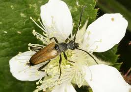 Attēlu rezultāti vaicājumam “Anastrangalia sanguinolenta male”