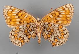 Attēlu rezultāti vaicājumam “Melitaea phoebe”