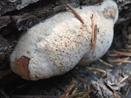 Attēlu rezultāti vaicājumam “Oxyporus corticola”