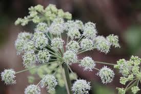 Image result for Angelica archangelica