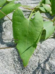 Attēlu rezultāti vaicājumam “Fallopia convolvulus fruit”