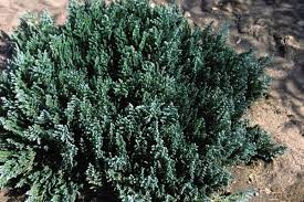 Attēlu rezultāti vaicājumam “Juniperus sabina”