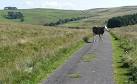 appear to be named), local cattle run a lucrative sideline in extortion. - via Daymix