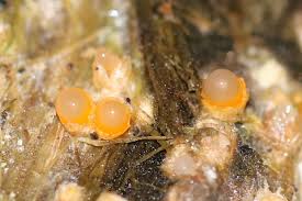 Attēlu rezultāti vaicājumam “Sphaerobolus stellatus”