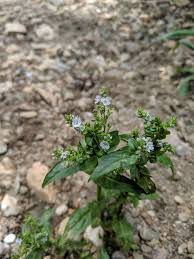 Attēlu rezultāti vaicājumam “Veronica anagallis-aquatica fruit”