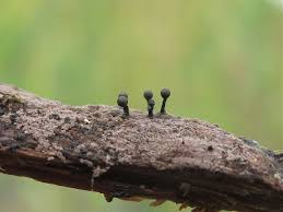 Attēlu rezultāti vaicājumam “Metatrichia floriformis stalked”