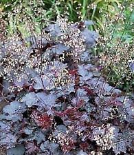 Image result for Heuchera Metallica