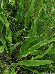 Attēlu rezultāti vaicājumam “Campanula cervicaria flower”