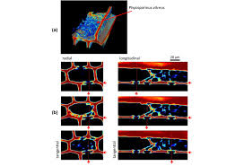 Attēlu rezultāti vaicājumam “Physisporinus vitreus”