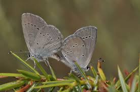 Attēlu rezultāti vaicājumam “Cupido minimus underside”
