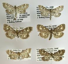 Attēlu rezultāti vaicājumam “Anania coronata”