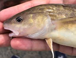 Image result for Microgadus tomcod