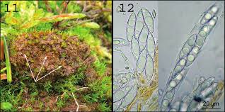 Attēlu rezultāti vaicājumam “Acaulon muticum”