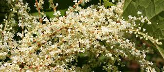 Attēlu rezultāti vaicājumam “Reynoutria sachalinensis flower”