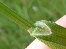 Attēlu rezultāti vaicājumam “Carex disticha”