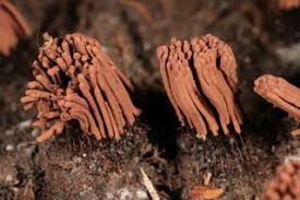 Attēlu rezultāti vaicājumam “Stemonitis axifera stalked”