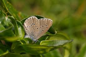 Attēlu rezultāti vaicājumam “Maculinea alcon underside”