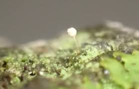 Attēlu rezultāti vaicājumam “Didymium nigripes young”