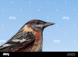 Image result for Dendroica castanea