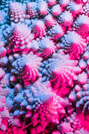 Attēlu rezultāti vaicājumam “Bryum funkii macro”