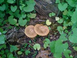 Attēlu rezultāti vaicājumam “Polyporus squamosus”