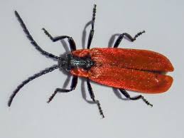 Attēlu rezultāti vaicājumam “Lygistopterus sanguineus”