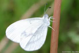 Attēlu rezultāti vaicājumam “Leptidea sinapis”