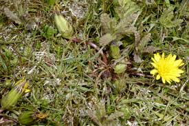 Attēlu rezultāti vaicājumam “Taraxacum suecicum”