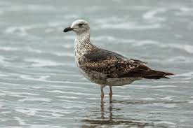 Attēlu rezultāti vaicājumam “Larus marinus adult”