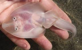 Image result for Acroteriobatus blochii