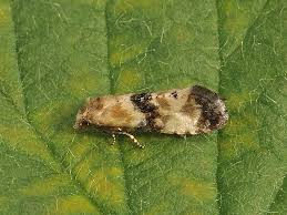 Attēlu rezultāti vaicājumam “Eupoecilia angustana”