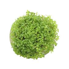 Attēlu rezultāti vaicājumam “Elatine hydropiper leaf”