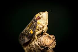 Attēlu rezultāti vaicājumam “Drepanosiphum platanoidis exuvia”