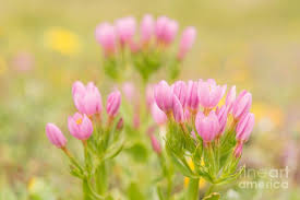 Attēlu rezultāti vaicājumam “Centaurium erythraea bud”