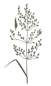 Attēlu rezultāti vaicājumam “Poa nemoralis”