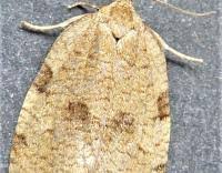 Attēlu rezultāti vaicājumam “Lozotaenia forsterana”