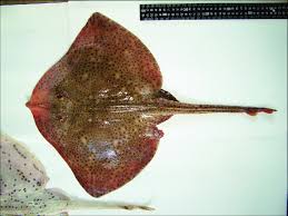 Image result for Raja brachyura